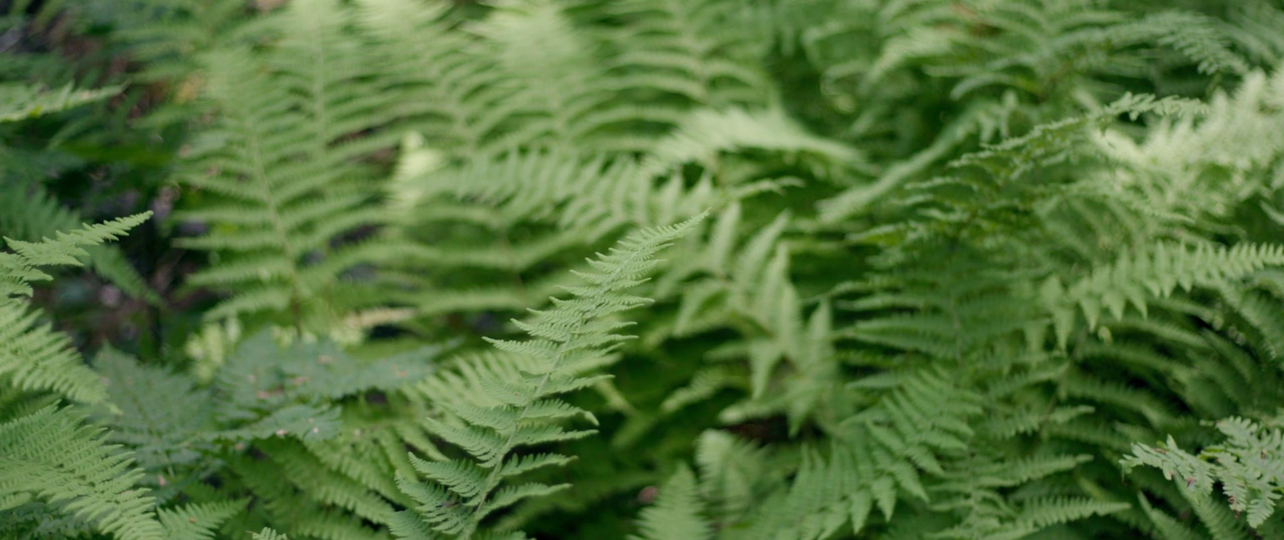 Ferns in the woods